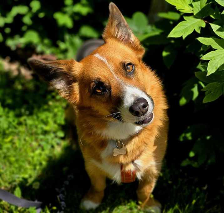 Photo of Cooper