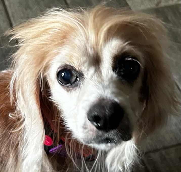 Photo of Priscilla