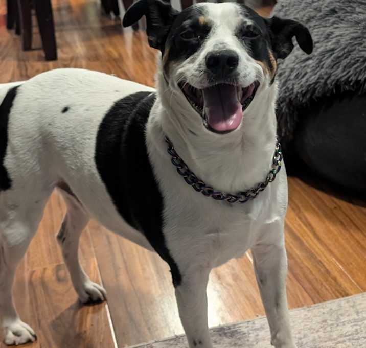 Photo of Tater