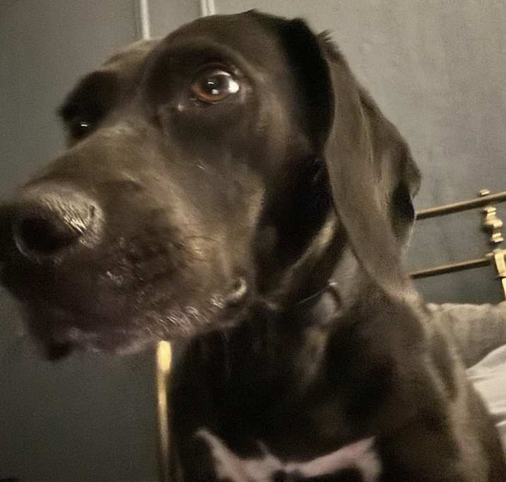 Photo of Ralphie