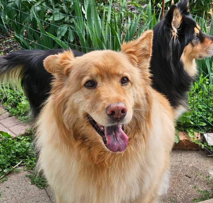Photo of Honey