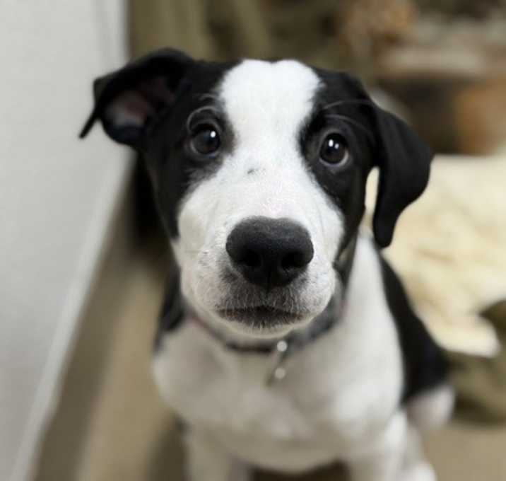 Photo of Tuxedog