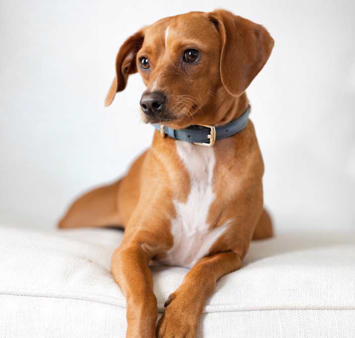 Photo of Dahlia