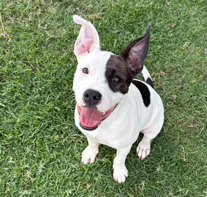 Photo of Maxi