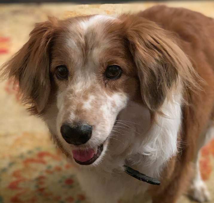 Photo of REX