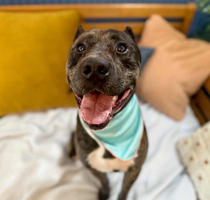 Photo of Blaze sets your heart on fire