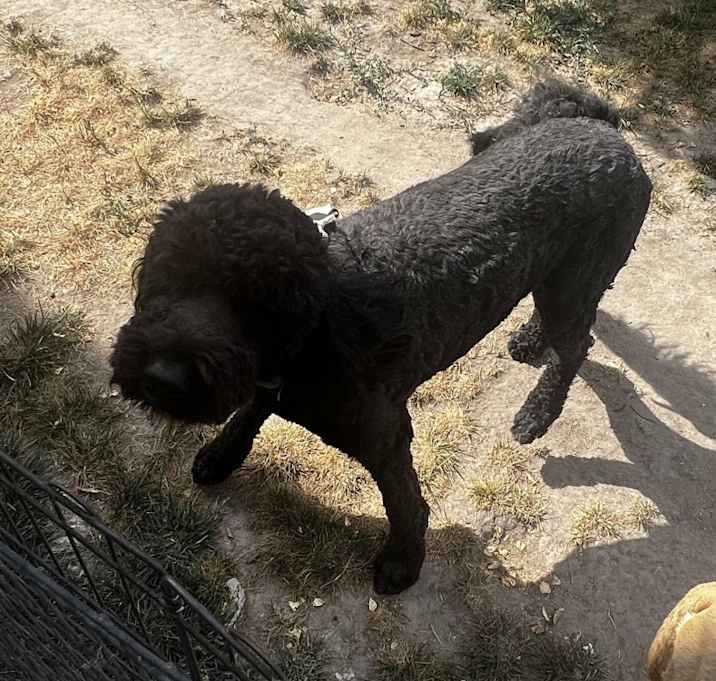 Photo of Remi