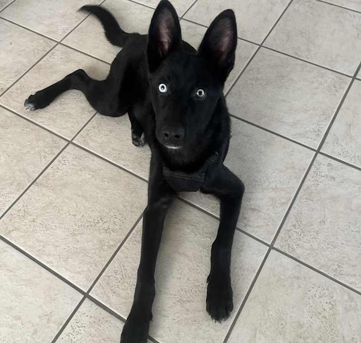Photo of Juno
