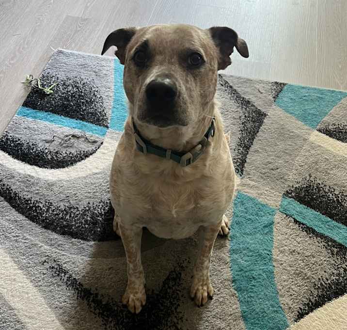 Photo of Rusty