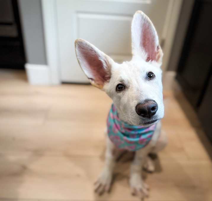 Jango Photo #1