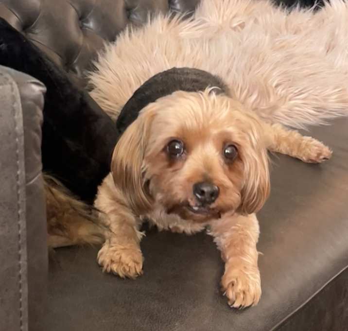Photo of Benji
