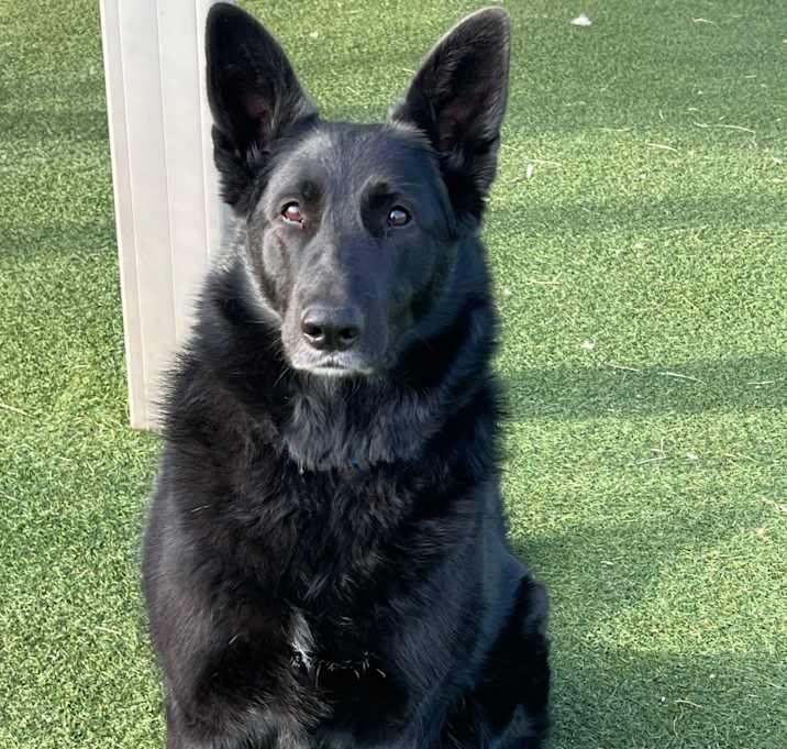 Photo of Luna