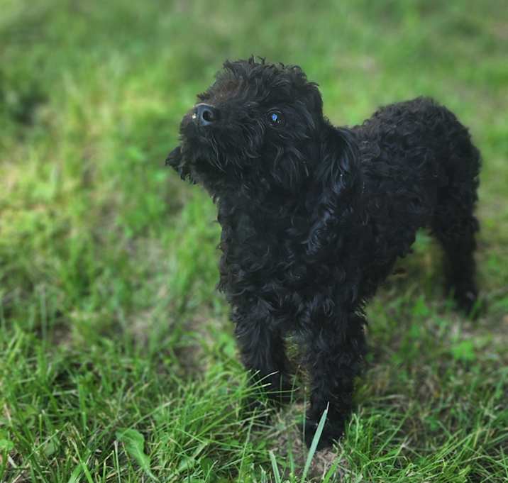 Photo of Cocoa