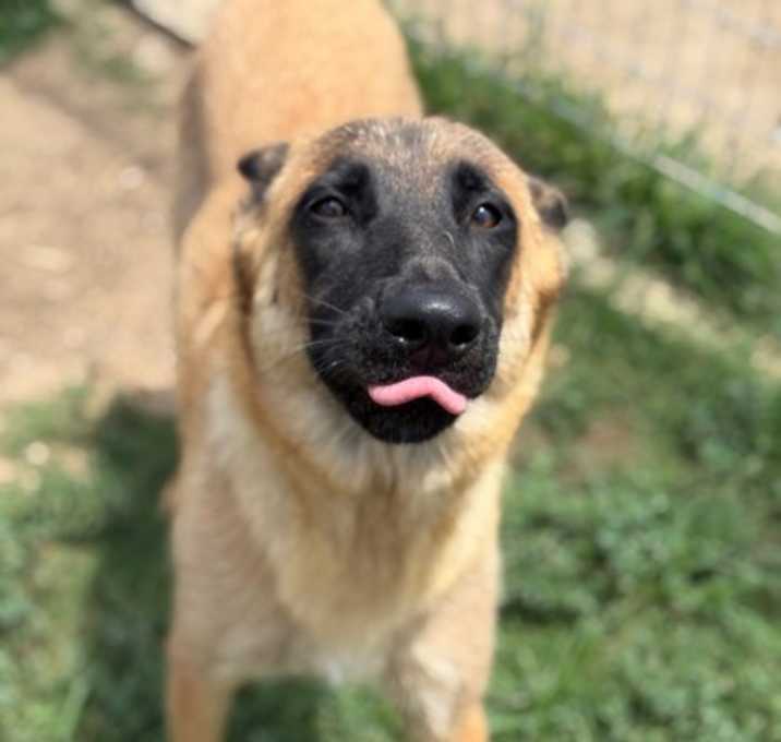 Photo of Cookie