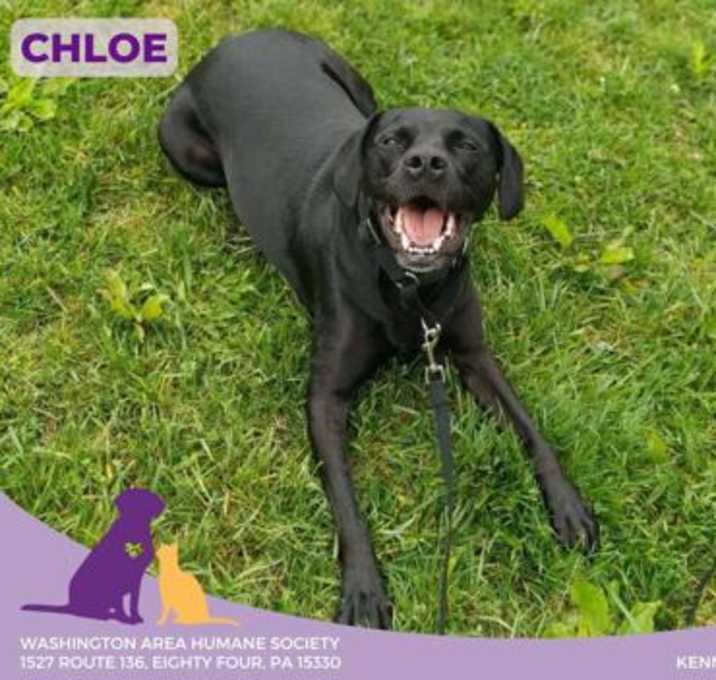 Photo of Chloe