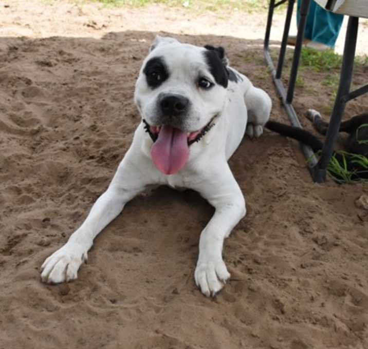 Photo of Apollo