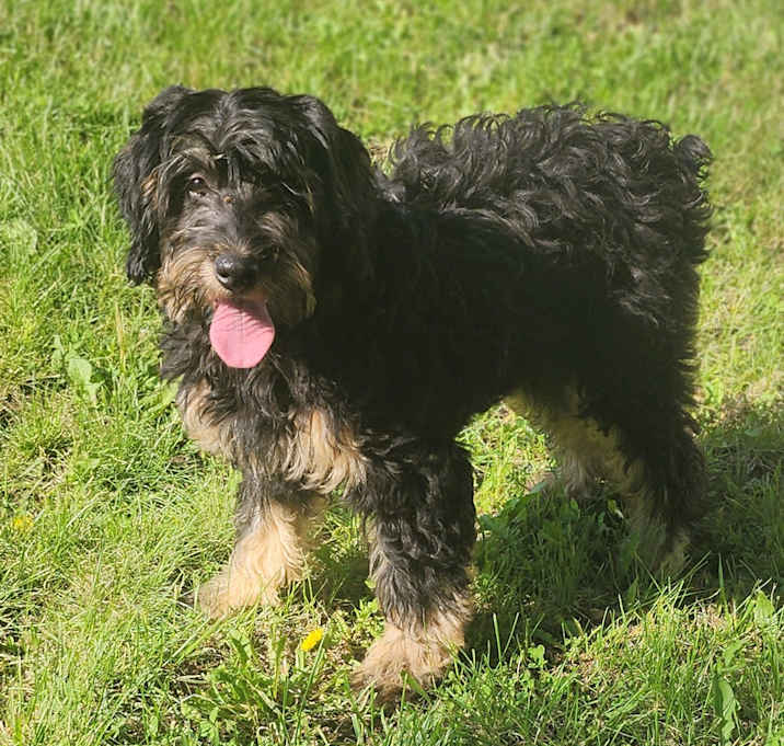 Photo of Bernese