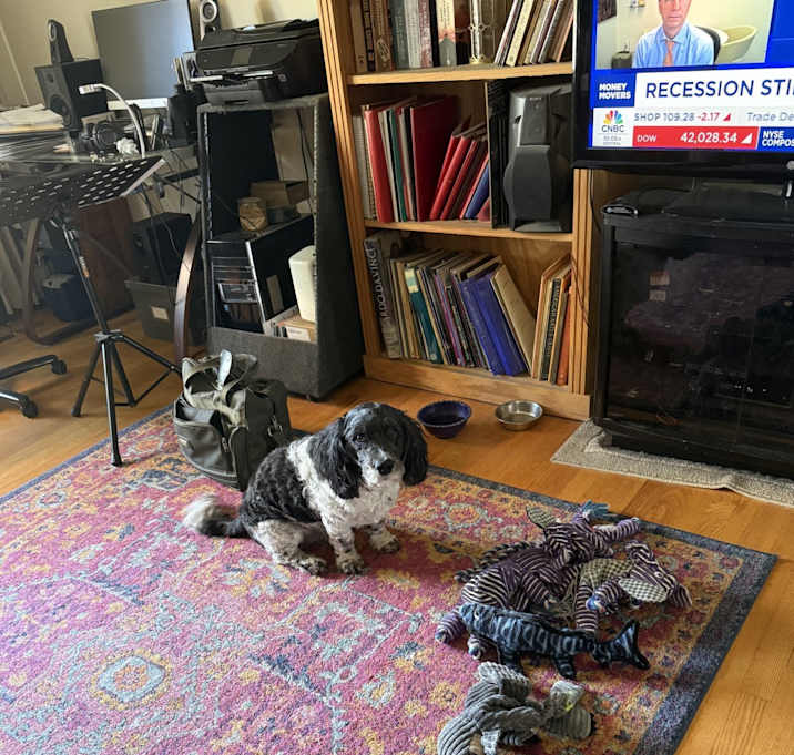 Photo of Merlin