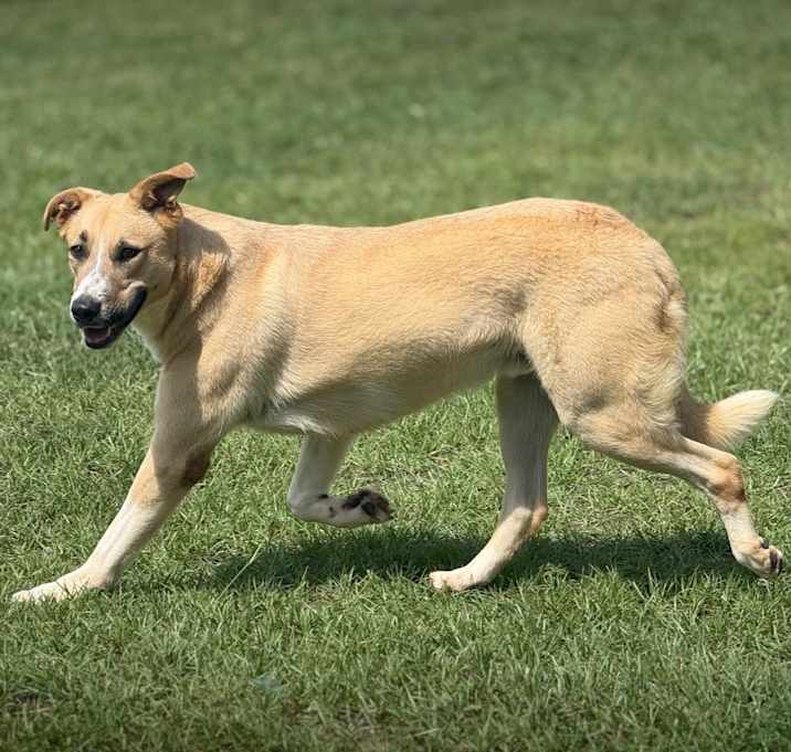 Photo of Loki