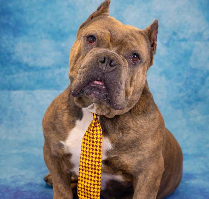 Photo of Tyson 