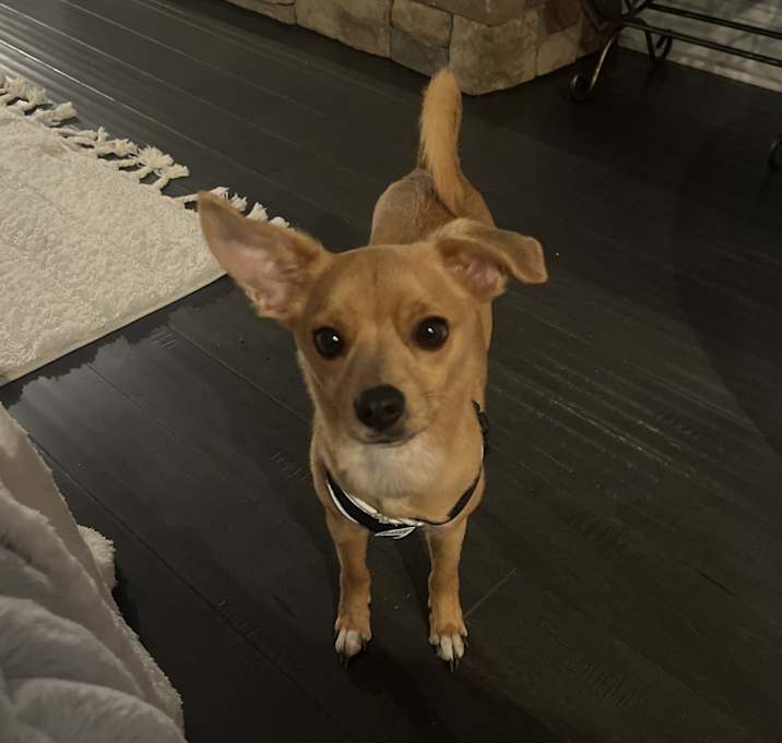 Photo of Archie