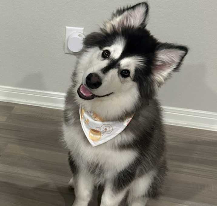 Photo of Atlas