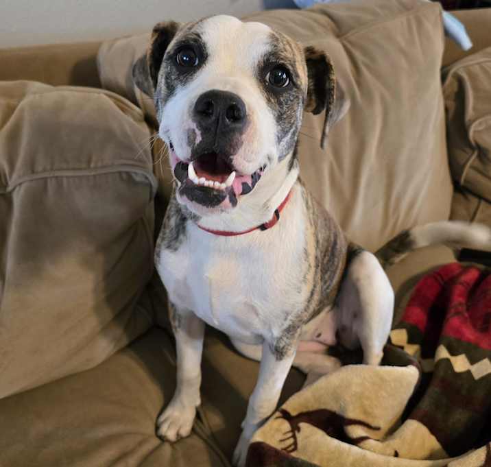 Photo of Petunia