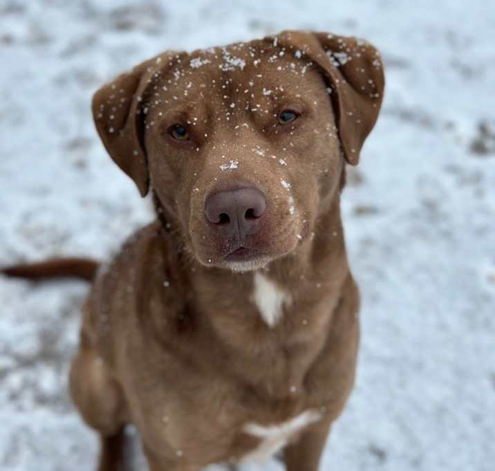 Photo of Dagwood (Daggy)