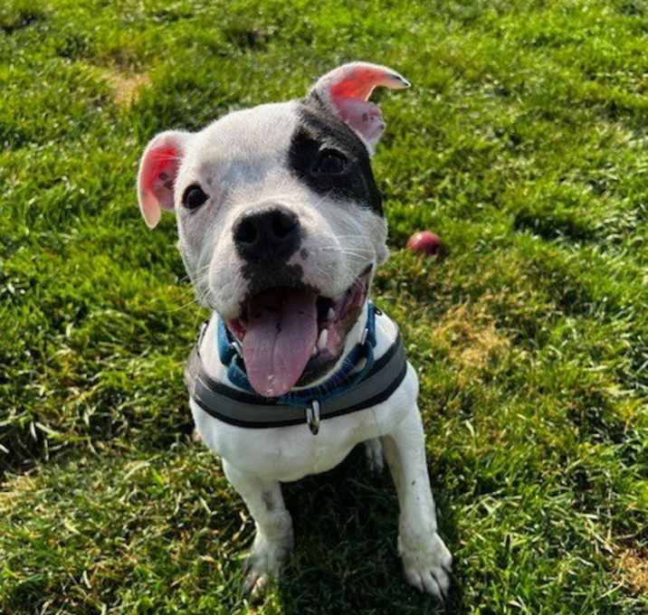 Photo of Poppy