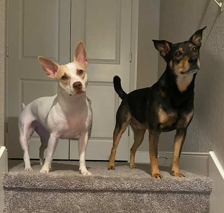 Photo of Remi
