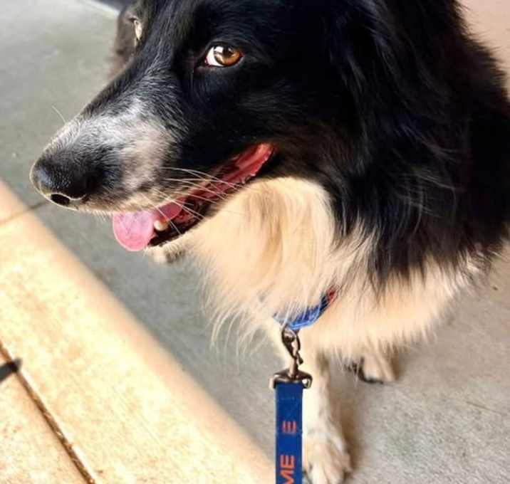 Photo of Snickers (a courtesy listing in Jacksboro TN)