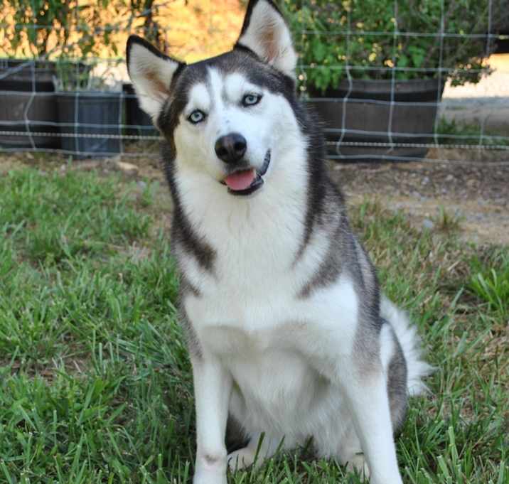 Photo of Luna
