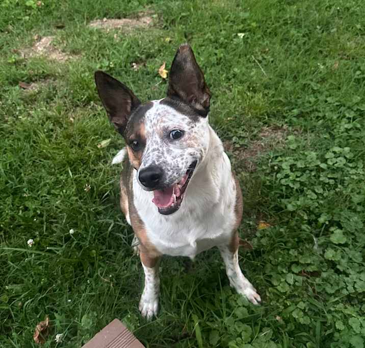 Photo of Sparky