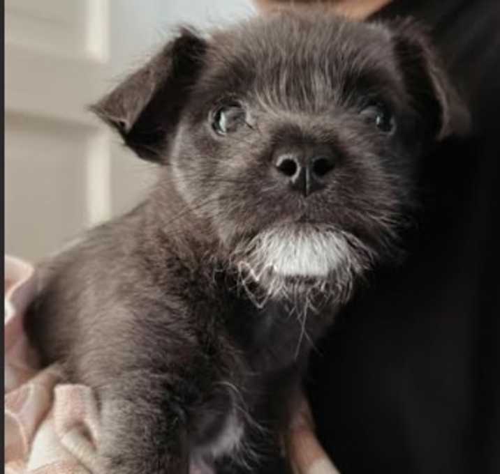 Photo of Gris