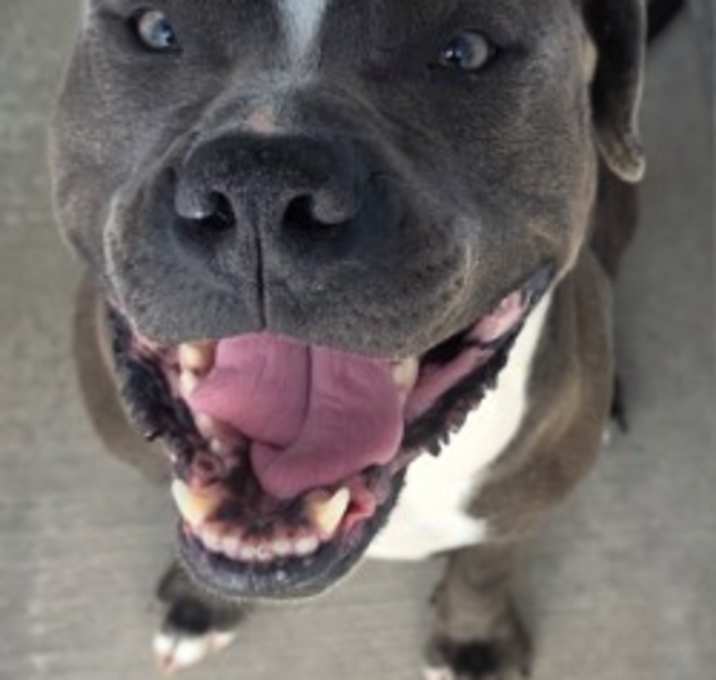 Photo of Blue