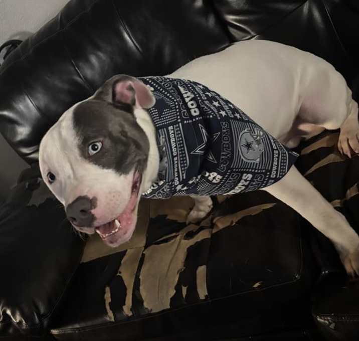 Photo of GOTTI