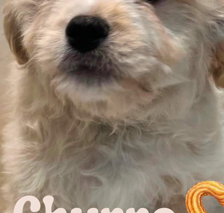 Photo of Churro