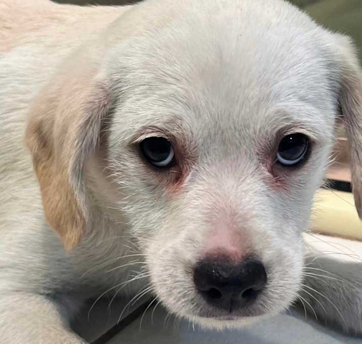 Photo of Marshmallow
