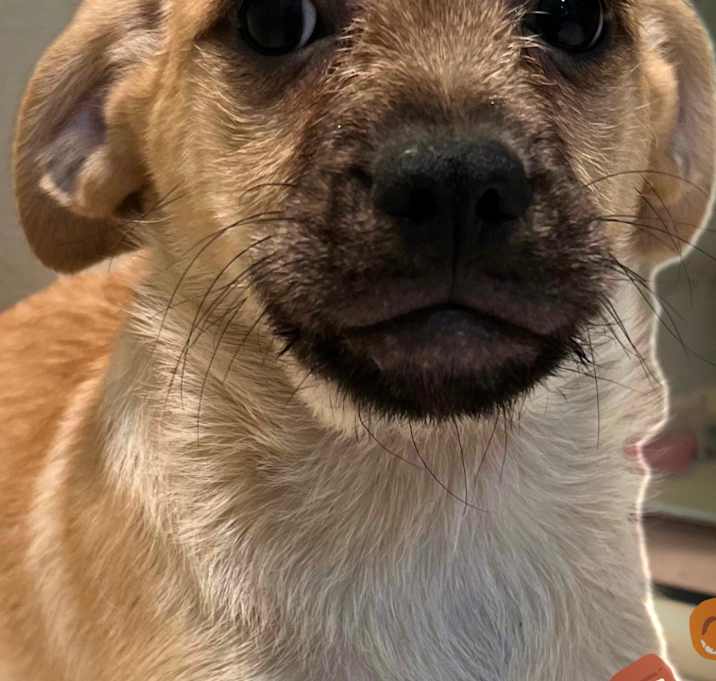 Photo of Butterscotch