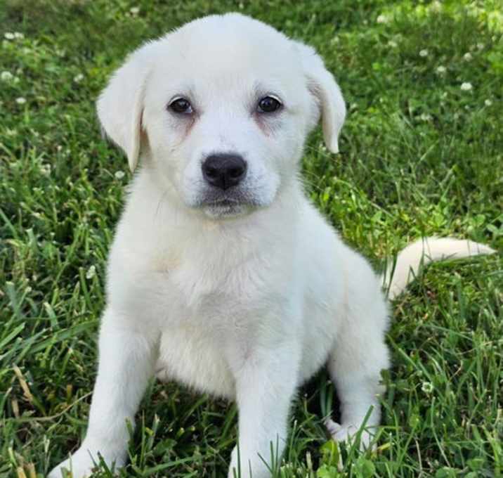 Photo of PUPPY PHOEBE