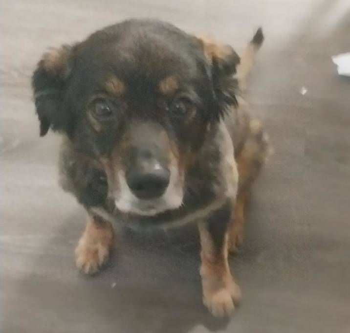 Photo of Rocky