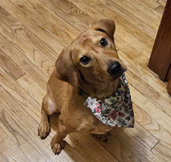 Photo of Ruby