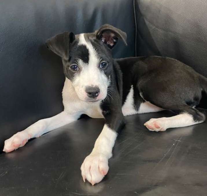 Photo of DORA