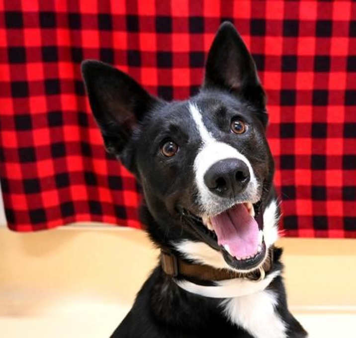 Photo of Buddy