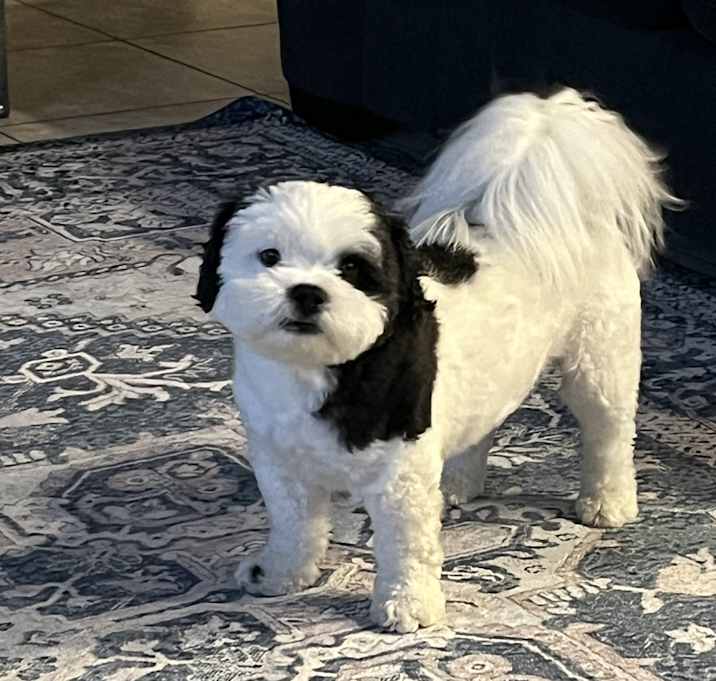 Photo of Cookie