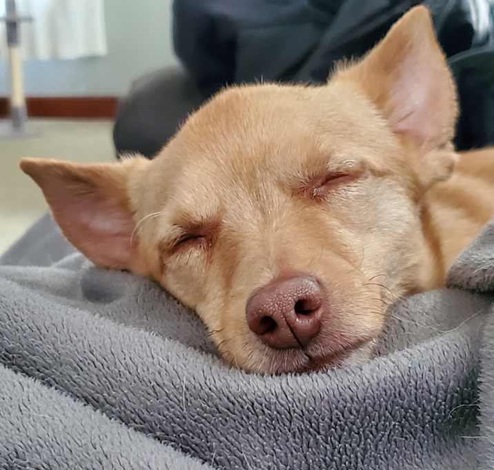 Photo of Brutus