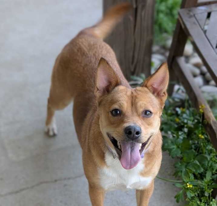 Photo of Latte - Loving Pup!