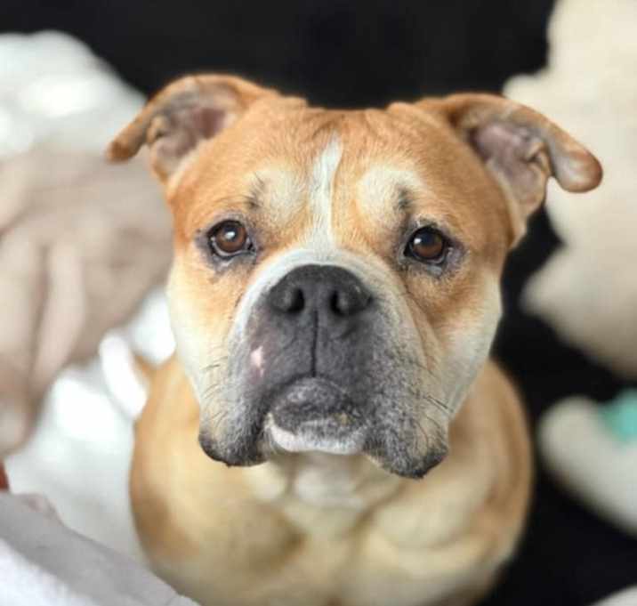 Photo of Orson