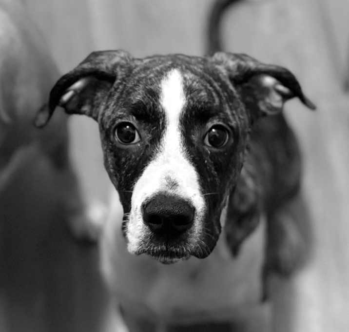 Photo of Leia