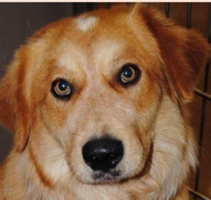 Photo of Banjo